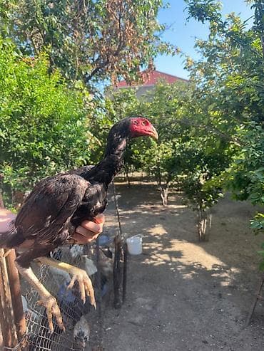 poni at satilir: Aseel,Hintbrazil,İngilis, Tayland Cinsi qani bilinen heyvanlardi — 7