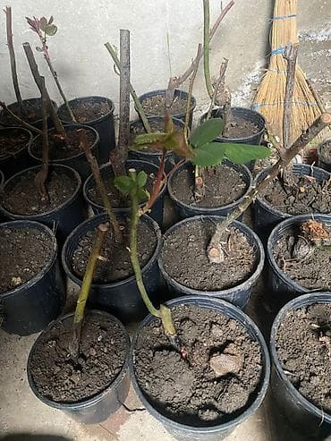 helba bitkisi faydaları: 1denesi real aliciya 4manatdan vererik Təsvir: - Qara plastik — 1