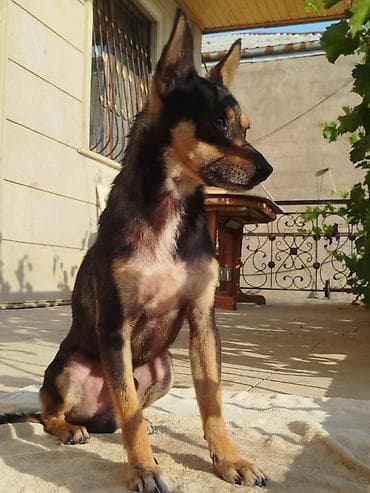 1 il, Erkek, Peyvəndli, Ödənişli çatdırılma lalafo.az -da 1 il, Erkek, Peyvəndli, Ödənişli çatdırılma