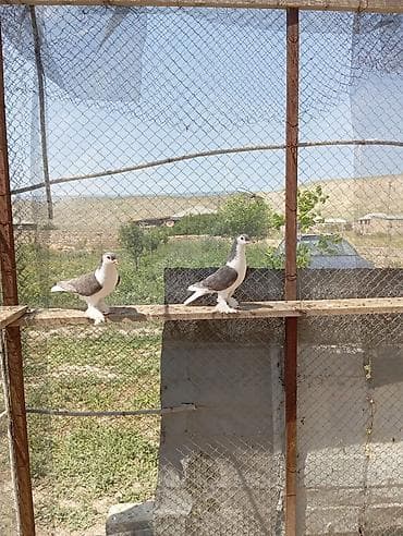 Cütü 100 AZN .çox sağlam yekə heyvanlardı at lalafo.az Cütü 100 AZN .çox sağlam yekə heyvanlardı