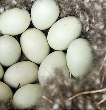 balaca dovşan satışı: Məhsul: mayalı ördək yumurtası ve qaz alıram WhatsApp 055 291 31 90 — 1