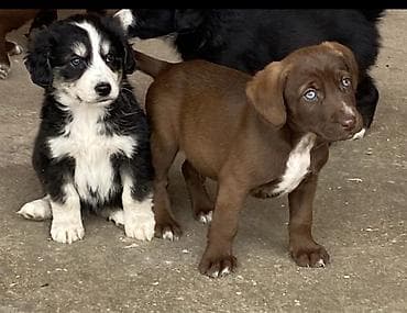 qumru quşu rusca: Koker spaniyel, 2 ay, Dişi, Peyvəndli, Ödənişli çatdırılma — 5