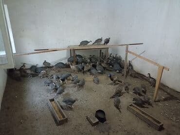 xirdalan gurcu xengeli: Firəng qusu və qırqovul qiymət ayına görə dəyişir — 2