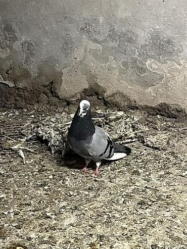 qara baş quşlar: Goy agbas saglam qizgin erkekdi. Unvan sabuncu barter ederem goy ya — 2