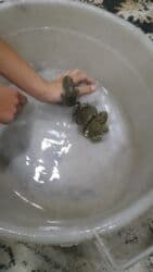 heyvanlara verilen adlar: Qurbaga — 5