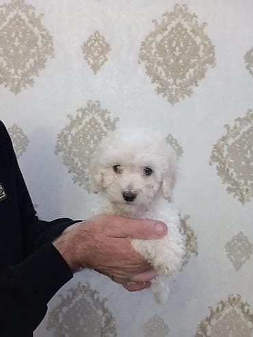 maraqli it adlari: Pudel, Peyvəndli — 2