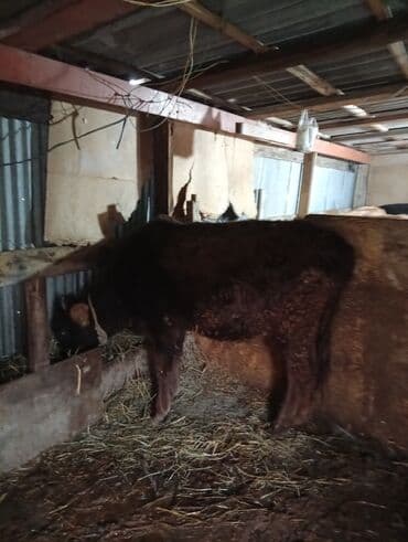 Qoyunlar, qoçlar: Razılaşma yolu ile — 7