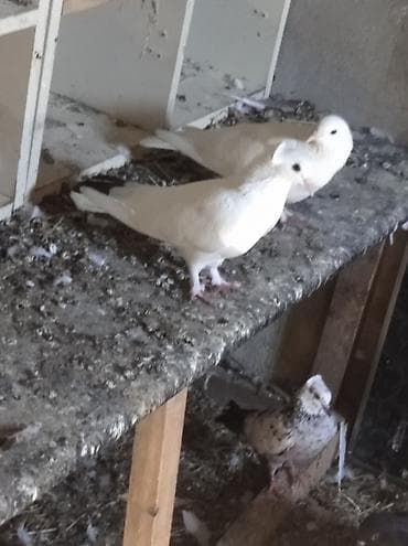 cex quşlar: Salam Göyərçinlər Kom satılır,tək tək fərqli olacaq qiyməti. Yarisi — 7