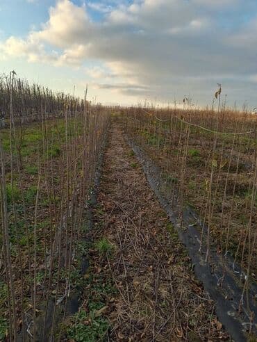 ZİL: Məhsul: Fındıq tingləri (peyvəndli) Təsvir: - Peşəkar bağ sahəsində — 5