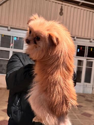 itler pikines type 1: Şpitz — 2