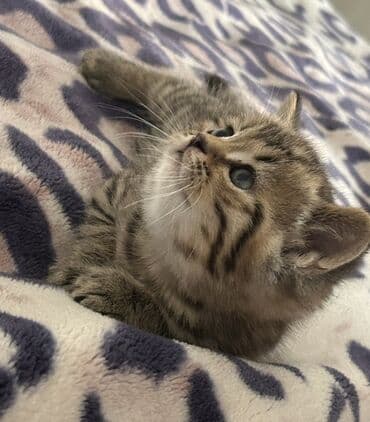 ВАЗ (ЛАДА): Британская, Самец — 3