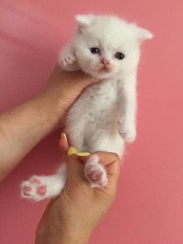 cats az: Ağ rəngli, tüklü balaca pişik balası. Yumru üz quruluşu, iri qara-mavi — 5