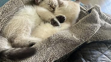 Gəmiricilər: Şinşilla, Dişi, Erkək, Ünvandan götürmə — 1