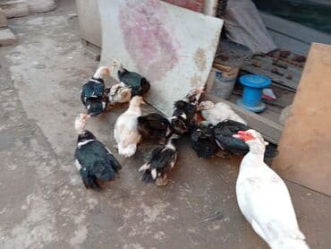 İtlər: Musk ördəkləri (indiye qədər “indo-ördəyi” kimi tanınır) - Şəkillərdə — 4