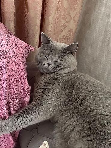 Britan, Erkək, Yaxşı əllərə, Ödənişli çatdırılma