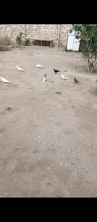 Zire turkan tutulmalari 10+12 dene qusdur hopdum 5 manatdan tek tek