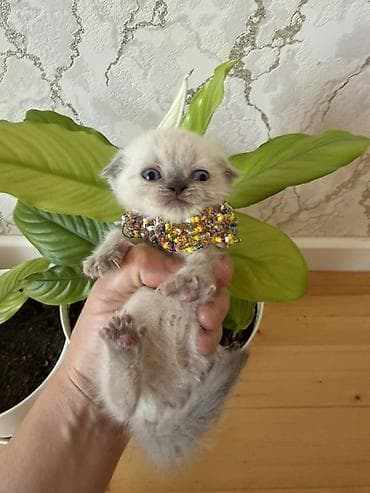 paroda pişik: Şotland yastı qulaq — 3