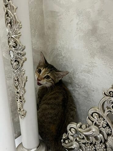 yuxuda qaz görmək: Yaxşı əllərə — 3