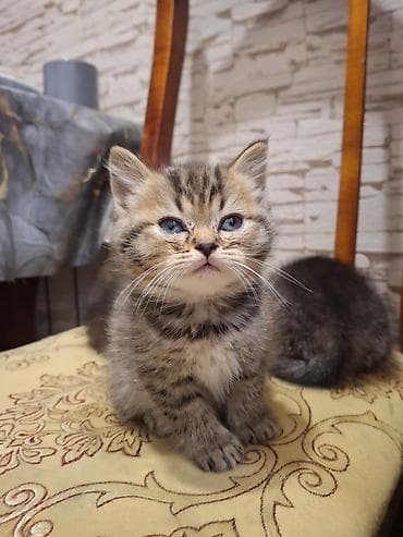 simental inekler satilir: Britan — 6