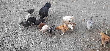 pitbull ag: Toyuq, Yumurtalıq — 3