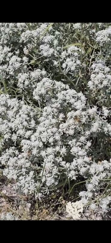 Meyvə və giləmeyvə: Məhsul: Kəlbəcər dağlarından toplanmış arı məhsulları Təsvir: - — 3