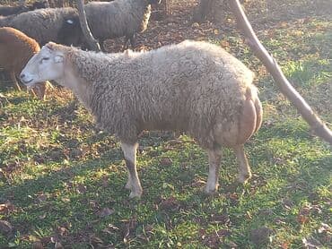 Yemlər: Temiz beylaqan qoçu qiymetde cüzi endirim ederem — 2