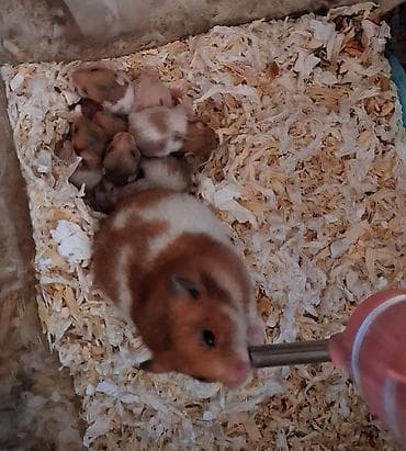 ev sicanı: Suriyalı xomyak balaları 😍 Al və körpəlikdən saxla (20 günlükdülər) — 1