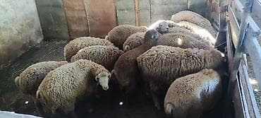 Qurbanlıq quzular qiymətdə razılaşmaq yolu ilə. Qoyun sürüsü – ət və