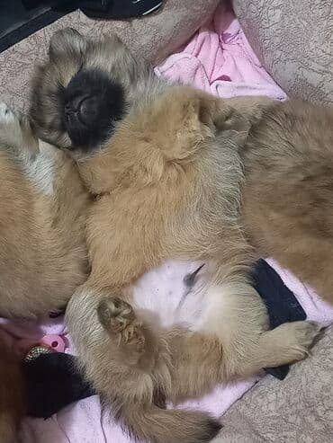 ucuz ev itleri: 2 ay, Erkek, Pulsuz çatdırılma — 5