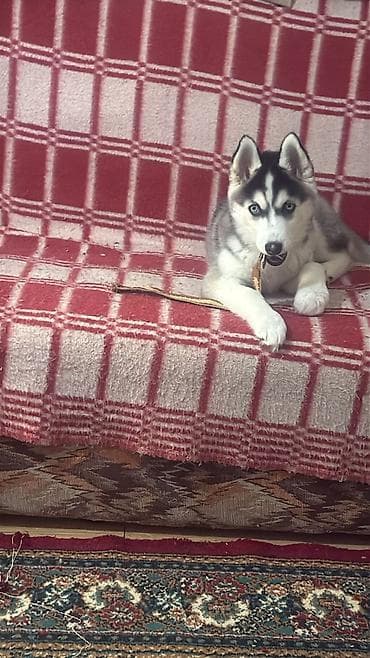 xaski iti qiymeti: Xaski, 3 ay, Dişi, Peyvəndli, Ünvandan götürmə — 3