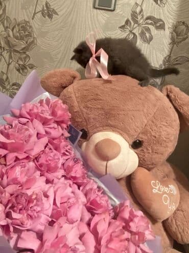 Renault: Britan, Dişi — 6