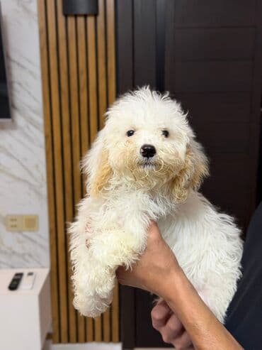 купить хаски щенка: Toy pudel balasi satilir peyvəndleri olunub — 4