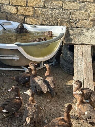 qu quşu satışı: Krasnadar cinsi lal ördəklər satılır. Kürdəxanıdadır.Yumurtlayan — 3