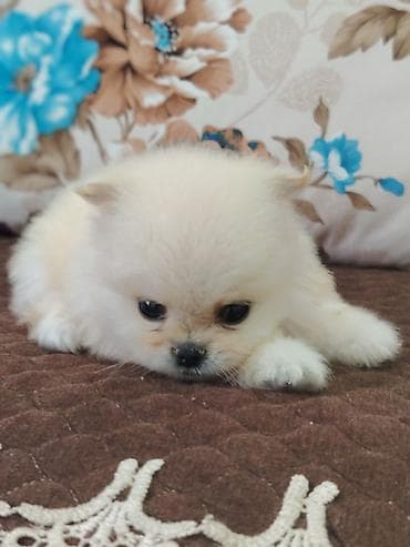 xasqi itləri: Pomeranian (Spitz) balası – krem/ağ rəngli, super tüklü kürk və böyük — 2