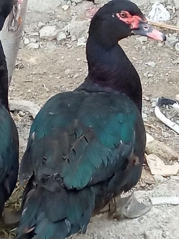 lal ördək: Musk ördəkləri (qara-yaşıl parıltılı lələklər, qırmızı üz — 2