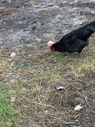 Akvarium aksessuar və ləvazimatları: Bir ədədi 30 AZN Məhsulun təsviri: - Tamamilə qara lələk örtüyü — 2