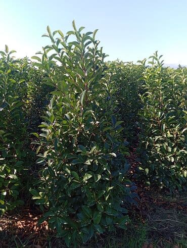 пластмассовый бак для воды купить: Her növ ağaclar ve dekarativ ağaclar çox ucuz ve qarantili gubresiz — 13