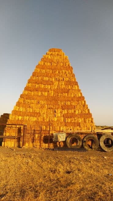 heyvan bazari inekler: Ot presi ela ottdu 8000 ed var tebbi otdu presler 1metrden az deyil — 3