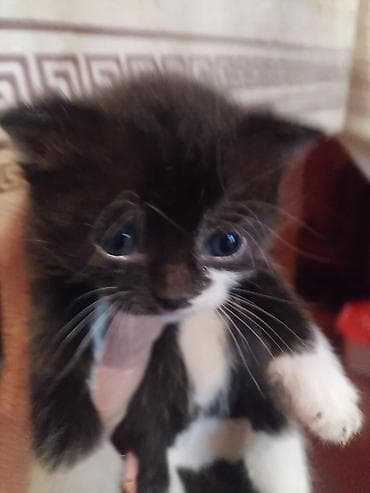 cins pisik satisi: Yaxşı əllərə — 1