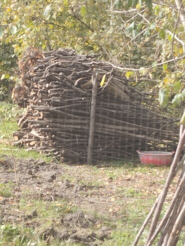 taxta qapilar ve qiymetleri: Salam aleykum alça şaftalı odunudu uzun uzun budanilib. gövdə — 1