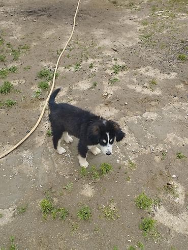 heyvan sahiblənmə: Koker spaniyel, 2 ay, Erkek, Cütləşmə üçün, Ödənişli çatdırılma — 6