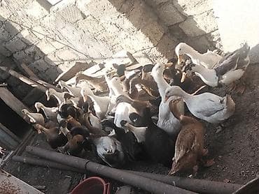 ordek balasi nece gune cixir: Salam Aleykum ördekler kom 16 azından satılır pekin kuban yaşılbas tek — 3
