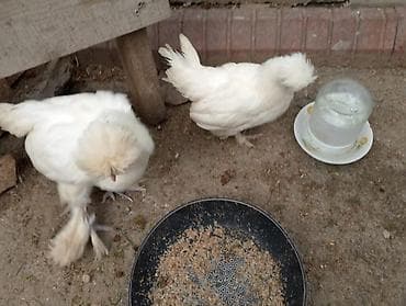 sultan toyuğu: Toyuq, Yumurtalıq — 2