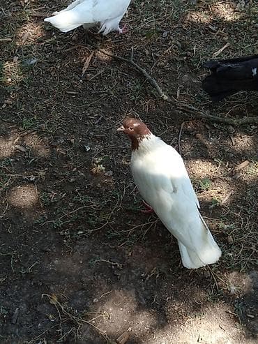 danisan quslar: Qara-ağ və qəhvəyi-ağ naxışlı dekorativ göyərçinlər - Növ — 3