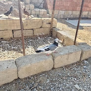 Göy ağ başlar satılır