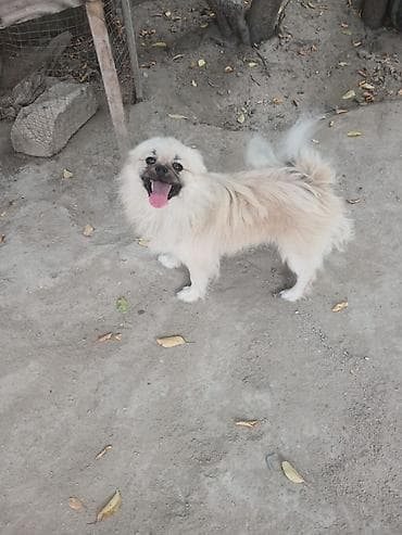 jack russell terrier: Pekines — 2