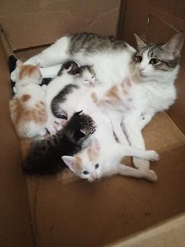 fars pişiyi: Tabbi, Yaxşı əllərə — 2