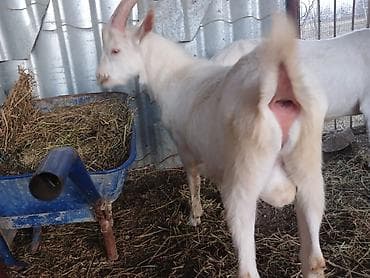 Ağ rəngli ev keçisi – 2 buynuzlu, sağlam, güclü bədən quruluşu. Yaxşı