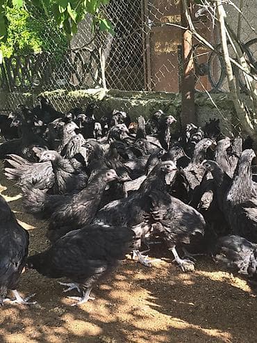 🐓 Satılır – 2 Aylıq Təmiz Qan Avstrolop Cücələri 95 ədəd sağlam və — 2