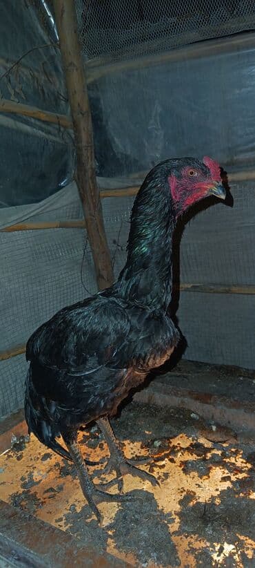 yumurtlayan toyuqlar: Toyuq, Damazlıq — 1